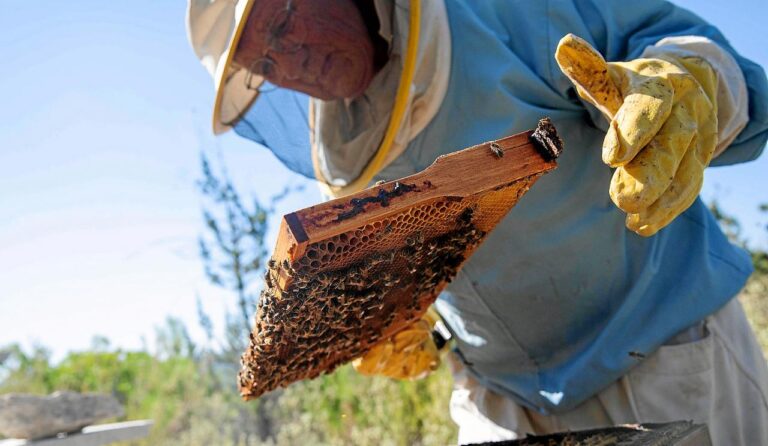 Los Nuevos Pesticidas ARNi Modificarán Los Genes De Los Insectos: ¿Qué ...