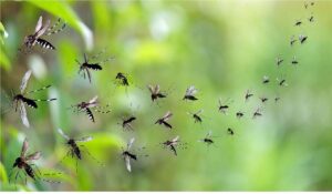 Así liberan a los mosquitos modificados de Bill Gates