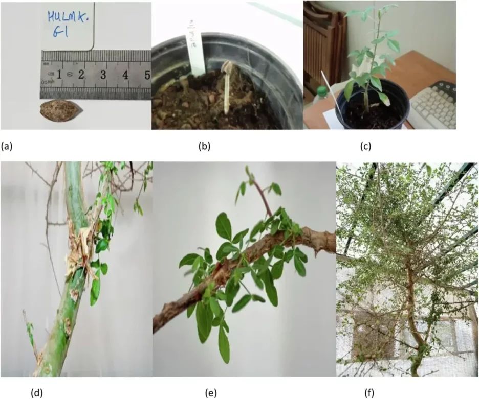 (a) semilla antigua antes de la plantación (b) semilla en desarrollo a las 5 semanas mostrando el epicótilo y los cotiledones en desarrollo cubiertos por la cubierta de la semilla (c) plántula (6 meses) (d) corteza pelada (12 años) (e) hojas mostrando pelos finos (12 años) (f) árbol maduro (12 años). El Sr. Guy Eisner autorizó el uso de las imágenes de la Fig. 1 (a) y (c-f), y la Dra. Elaine Solowey el de la Fig. 1 (b). (Nature)