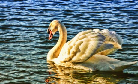 El cisne dorado: un cuento corto con una gran enseñanza